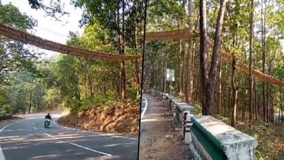Exclusively for animals: Uttarakhand builds eco-bridge across Nainital highway