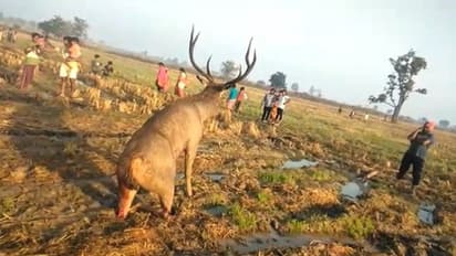 దారుణం.. నీళ్లు తాగడానికి వచ్చిన జింక.. కాళ్లు నరికిన కిరాతకులు...