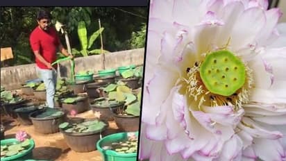 Kerala: Profit blooms as a trained nurse turns lotus grower; receives phenomenal demand
