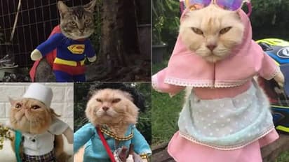 ഹിജാബ്‌ മുതല്‍ സൂപ്പര്‍മാന്‍ വരെ; അമ്പരപ്പിക്കുന്ന വസ്ത്രധാരണവുമായി പൂച്ചകള്‍!