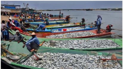ರಾಜ್ಯದ 11 ನಗರ ಪಾಲಿಕೆ ವ್ಯಾಪ್ತಿಯಲ್ಲಿ ಮತ್ಸ್ಯದರ್ಶಿನಿ ಮಳಿಗೆಗಳ ಸ್ಥಾಪನೆ