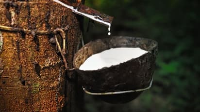 റബര് വ്യാപാരം ഡിജിറ്റലാകുന്നു: ഫെബ്രുവരി മുതൽ പുതിയ സംവിധാനം; പദ്ധതിയെ കൂടുതൽ അടുത്തറിയാം