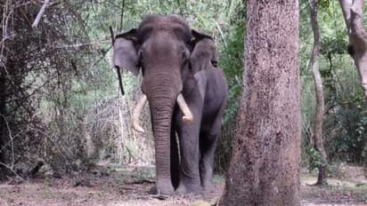 മുതുകില്‍ മുറിവുമായി കാട്ടാന; തന്ത്രത്തില്‍ ചികിത്സിക്കുന്ന വനപാലകര്‍, ചിത്രങ്ങൾ കാണാം