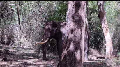 കാട്ടാനയെ കണ്ട് പേടിച്ചോടിയ ആദിവാസി സ്ത്രീ തലയിടിച്ച് വീണ് മരിച്ചു