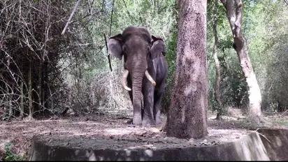 Wild Elephant : അതിരപ്പിള്ളിയിൽ കുട്ടിയെ കാട്ടാന കൊന്ന സംഭവം, പ്രതിഷേധം ശക്തമാക്കി നാട്ടുകാർ, റോഡ് ഉപരോധിക്കും