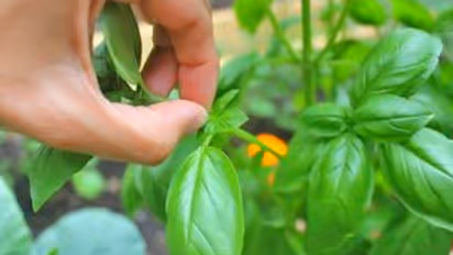 ধূমপানের আসক্তির কমাতে মেনে চলুন এই পাঁচ টোটকা, ঘরোয়া উপায় সমস্যা সমাধান হবে