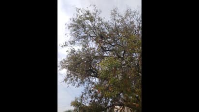 ಕೊಪ್ಪಳದಲ್ಲಿ ಮರಗಳು ಒಣಗುವುದನ್ನು ನೋಡಿ ಬೆಚ್ಚಿ ಬಿದ್ದ ಜನ..!