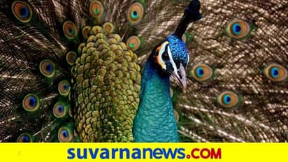 ಶ್ರೀಕೃಷ್ಣನ ತಲೆಯ ಮೇಲೆ ಏಕೆ ನವಿಲುಗರಿ?