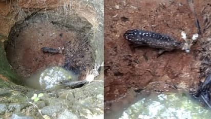 ಜಂಟಿ ಕಾರ್ಯಚರಣೆ ಯಶಸ್ವಿ: ಬದುಕುಳಿದ ಜಿಂಕೆ ಮರಿ..!