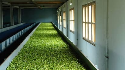 തേയില ഫാക്ടറിയിലെ കണ്വെയര് ബെല്റ്റില് വസ്ത്ര മുടക്കി, യുവതിക്ക് ഗുരുതര പരിക്ക്