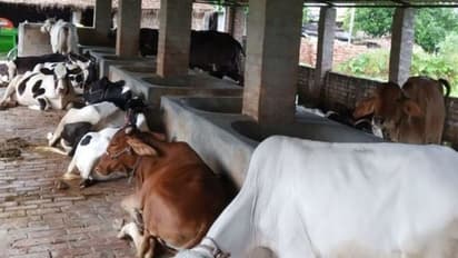 ಗೋವುಗಳಿಗೆ AK 47 ಗನ್ ಭದ್ರತೆ; ಹಸು ಹತ್ರ ಬಂದ್ರೆ ಕೊಂದೇ ಬಿಡ್ತಾರೆ, ಇವರ ಬಳಿ ಹೋಗೋ ಮುನ್ನ ಹುಷಾರ್!