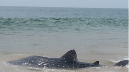 വലയില്‍ കുടുങ്ങിയ തിമിംഗല സ്രാവിനെ കടലിലേക്ക് തന്നെ തിരിച്ചയച്ച് കടലിന്‍റെ മക്കള്‍