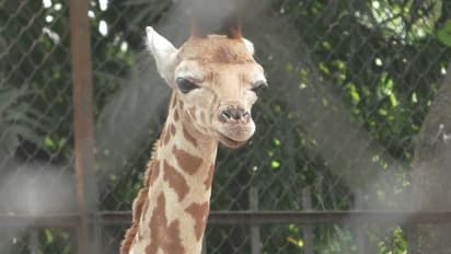 'ছেলে হয়েছে-ওরে তোরা দেখে যা', আনন্দে আত্মহারা  মা জিরাফ আলিপুর চিড়িয়াখানায়