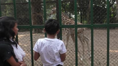 বড়দিনে কচি-কাচাদের দেখে এক গাল হাসি বাঘেদের, আনন্দে জিরাফ তুলল লেজ আলিপুর চিড়িখানায়