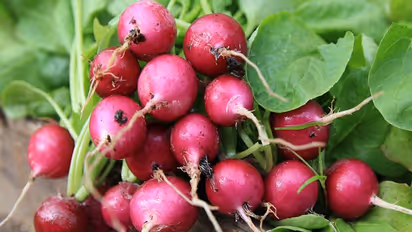 Weight loss: Radish can help you shed kilos easily