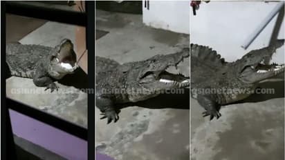 അതിരപ്പിള്ളിയിൽ വീടിന്റെ വരാന്തയിൽ ചീങ്കണ്ണിയെത്തി