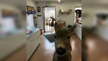 দোকানে ঢুকে পড়েছে হরিণ, মালিক দেখতে পেয়েই দিলেন চকলেট-কুকিস