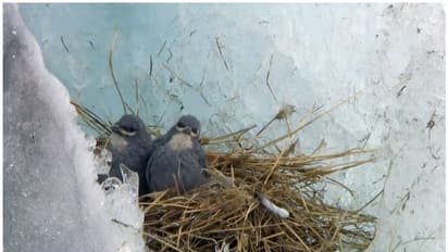 പെൻഗ്വിനുകളെ കൂടാതെ, ആൻഡീസ് പർവതനിരകളിലെ മഞ്ഞുറഞ്ഞ ഹിമാനികളിൽ കൂടുണ്ടാകുന്ന ഒരേയൊരു പക്ഷി