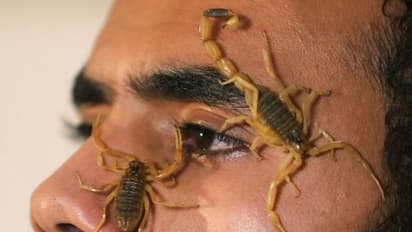 बिच्छुओं ने इस शख्स को बनाया करोड़पति, इतने लाख में बेचता है एक ग्राम जहर