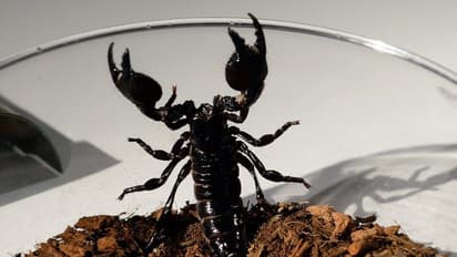 ಮಹಿಳೆ ಸೂಟ್ಕೇಸ್ನಲ್ಲಿ ವಿದೇಶಕ್ಕೆ ಹಾರಿದ 18 ಚೇಳು, ಹಿಂತಿರುಗಿಸಲು ವಿಮಾನ ಬುಕ್ !