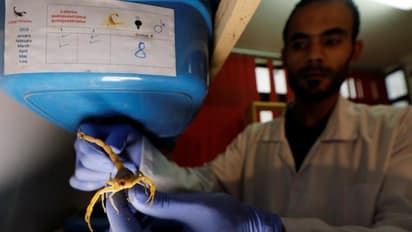 വിഷം ഊറ്റി വിൽക്കാൻ വേണ്ടി 80,000 തേളുകളെ വളർത്തുന്ന ഒരു ഇരുപത്തഞ്ചുകാരൻ