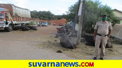 ಯಲ್ಲಾಪುರ ಪೊಲೀಸರಿಗೀಗ ಎಮ್ಮೆ ಕಾಯುವ ಕೆಲಸ..!