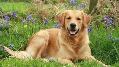 పెట్టుబడి లేకుండా ఈ 10 వ్యాపారాలను ఇంట్లోనే ప్రారంభించి డబ్బు సంపాదించవచ్చు..