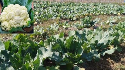 महेंद्र सिंह धोनी के खेतों की ये है ऑर्गेनिक गोभी,आधे से एक किलो की है एक, बाजार में आते ही खरीद ले रहे लोग