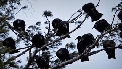 നഗരത്തിനുമേൽ പറന്നിറങ്ങി കരിങ്കഴുകന്മാർ, ജനങ്ങൾക്കുമേൽ ഛർദ്ദിച്ചത് ചീഞ്ഞളിഞ്ഞ മാംസം