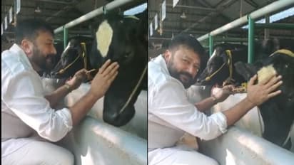 ‘ഹൃദയത്തിന്റെ ഭാഷയില്..‘; പിറന്നാള് ആശംസകള്ക്ക് നന്ദിയുമായി പശുഫാമില് നിന്ന് ജയറാം, വീഡിയോ