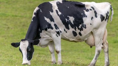 കാലാവസ്ഥാ വ്യതിയാനം; ന്യൂസീലന്‍ഡില്‍ കന്നുകാലികൾക്ക് 'ഏമ്പക്കനികുതി' 