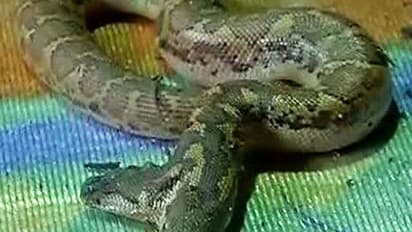 ಹಾವಿನ ಸ್ನೇಹ ಮಾಡಿ ಸತ್ತೇ ಹೋದ ಯುವಕ..!