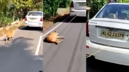 കഴുത്തിൽ കുരുക്കിട്ട് നായയെ കെട്ടിവലിച്ച സംഭവം: ഡ്രൈവർ ഒളിവിലെന്ന് പൊലീസ്, സമൂഹമാധ്യമങ്ങളിൽ വൻപ്രതിഷേധം