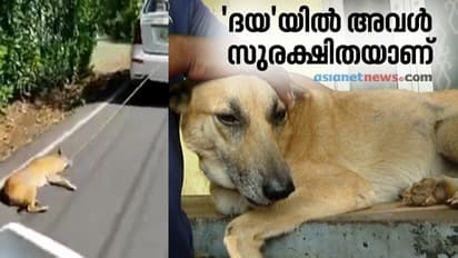 'ഓടി വരും, കൈ തരും, ഒപ്പം നടക്കും', വേദനയിലും ആ പട്ടിക്കുട്ടി ഇവിടെ സുരക്ഷിതയാണ്