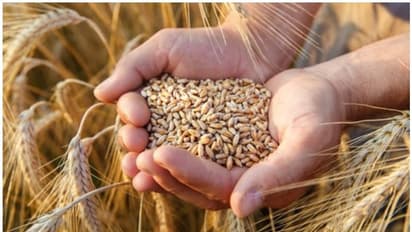 ദില്ലിയിലെ കാർഷിക സമരങ്ങളും താങ്ങുവിലയും തമ്മിലെന്ത്? എന്തിനാണ് താങ്ങുവില?