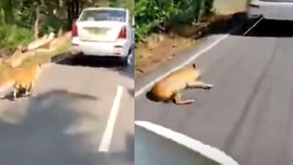 ಕಾರಿಗೆ ನಾಯಿ ಕಟ್ಟಿ 2 ಕಿ.ಮೀ ಎಳೆದೊಯ್ದು ವಿಕೃತಿ; ಮನಕಲಕುವ ಘಟನೆ ಸೆರೆ!