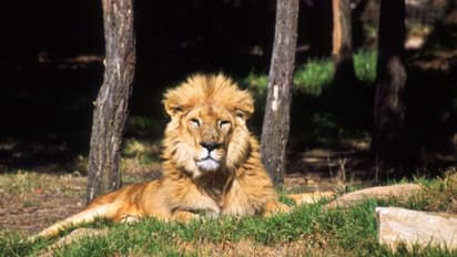 విషాదం : మేకను తప్పించబోయి.. సింహం నోటికి చిక్కి యువకుడు బలి..