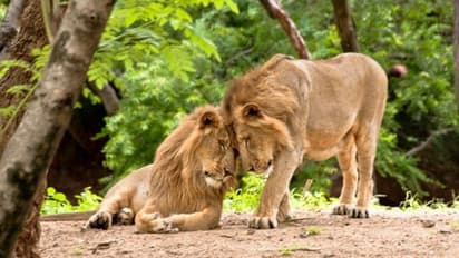 ലോകത്തെ ഏറ്റവും വലിയ മൃഗശാല ഗുജറാത്തില്; പദ്ധതിയുമായി റിലയന്സ്