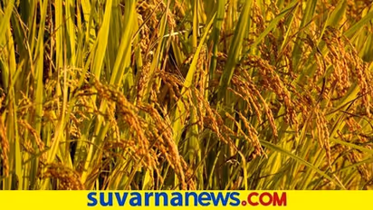 ದಾಖಲೆ ಪ್ರಮಾಣದ ಆಹಾರಧಾನ್ಯ ಉತ್ಪಾದನೆ : ನಿರೀಕ್ಷೆಗಿಂತ ಭಾರೀ ಅಧಿಕ