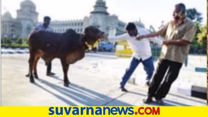 ವಿನಯ್ ಗುರೂಜಿ ಗೋ ಪೂಜೆ ಬಳಿಕ ನಡೆಯಿತೊಂದು ಅಚ್ಚರಿ ಪ್ರಸಂಗ