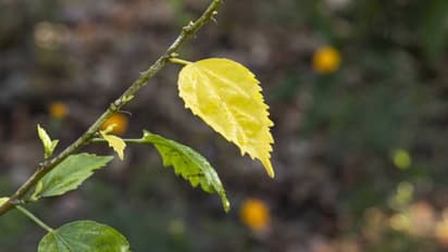 ചെടികളുടെ ഇലകള് കൊഴിയുന്നതിന്റെ കാരണങ്ങള് അറിയാം
