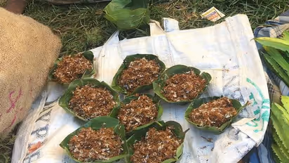 यहां ठंड में चाव से खाई जाती है लाल चींटी की चटनी, पत्थर पर अदरक-लहसुन डाल आधे घंटे पीसती हैं महिलाएं