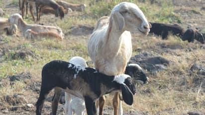 கால்நடைப் பராமரிப்பு நிதியத்தை நீட்டிக்க மத்திய அமைச்சரவை ஒப்புதல்!