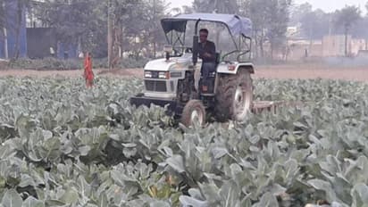 मंडी में 1 रूपए किलो में भी नहीं मिले गोभी के खरीददार, किसान ने लहलहाती फसल पर चला दिया ट्रैक्टर