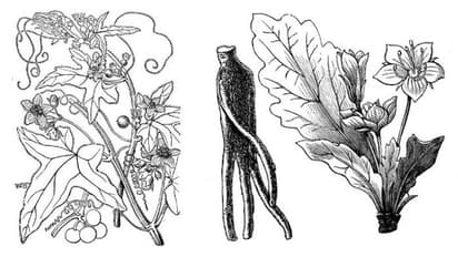 'സാത്താന്റെ ആപ്പിള്' എന്നറിയപ്പെടുന്ന ചെടി, മാൻഡ്രേക്; വേരുകള്ക്ക് മനുഷ്യരൂപവുമായി സാദ്യശ്യം