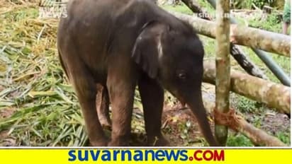 ಮೈಸೂರು ಮೃಗಾಲಯದಲ್ಲಿ ಸೋಂಕಿನಿಂದ ಮರಿ ಆನೆ ಸಾವು