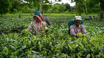 രണ്ട് എസ്റ്റേറ്റുകൾ കൂടി ഏറ്റെടുക്കാൻ ധൻസേരി ടീ; ഉത്പാദനം ഉയരും 