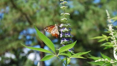 കന്യകമാര്ക്ക് പ്രിയമുണ്ടായിരുന്ന കരിനൊച്ചി; ഔഷധഗുണമുള്ള പൂച്ചെടി