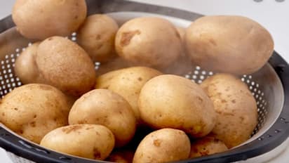 Medinipur Potato Cultivation: ধান চাষের তুলনায় আলু চাষে ব্যাপক ক্ষতির মুখে চাষীরা