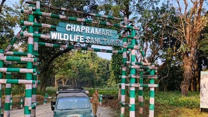 শীতের ছুটির তালিকায় রাখুন চাঁপরামারির অভায়ারণ্য, জানুন জঙ্গল সাফারির বিস্তারিত তথ্য